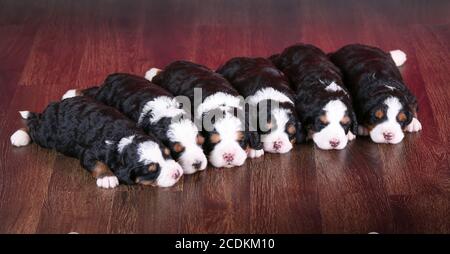 F1 Mini Bernedoodle Puppies trois couleurs dormant dans une rangée un plancher de bois franc Banque D'Images