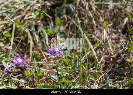 Glanville Fritillary (Melitaea cinxia) se nourrissant d'une fleur de maïs en Italie Banque D'Images