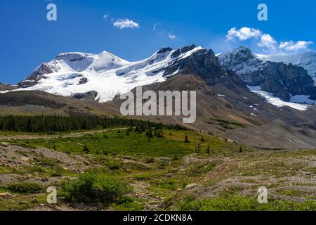 Tangle Creek Falls le long de la promenade Icefields, parc national Jasper, Alberta, Canada. Banque D'Images