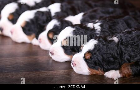 F1 Mini Bernedoodle Puppies trois couleurs dormant dans une rangée un plancher de bois franc Banque D'Images