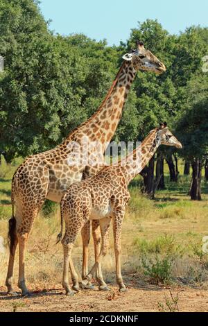 Mère et bébé Giraffe debout dans le parc national de South Lunagwa avec un fond naturel de bush Banque D'Images