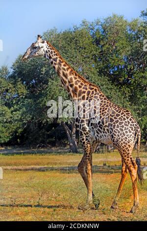 Giraffe mâle adulte de grande taille (Giraffa camelopardalis) se promenant à travers les plaines africaines avec un fond de brousse dans le parc national de Hwange, Zimbabwe Banque D'Images