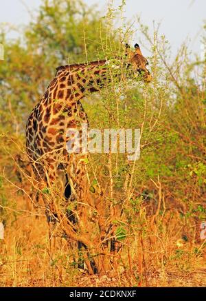 Thornicroft Giraffe, également connu sous le nom de Rhodésie, se nourrissant d'un buisson vert et vibrant. La Giraffe se plie légèrement et regarde à travers le Banque D'Images