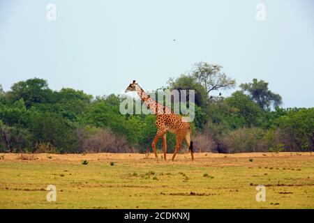 Lone Thornicroft Giraffe traversant les plaines ouvertes du canal dans le parc national de South Luangwa, en Zambie Banque D'Images