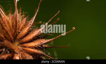 Photo macro de fleurs flétrissent. Cropus de Carduus. Banque D'Images