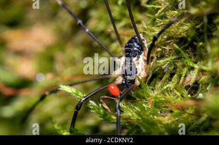 Photo macro d'araignée forestière avec acarien parasite sur son corps. Banque D'Images