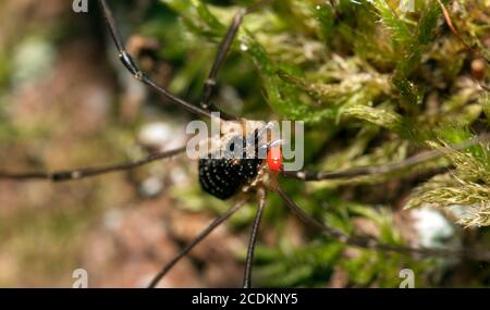 Photo macro d'araignée forestière avec acarien parasite sur son corps. Banque D'Images