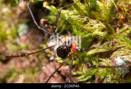 Photo macro d'araignée forestière avec acarien parasite sur son corps. Banque D'Images