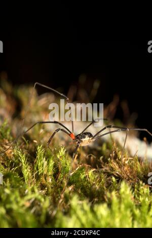 Photo macro d'araignée forestière avec acarien parasite sur son corps. Banque D'Images