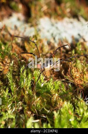 Photo macro d'araignée forestière avec acarien parasite sur son corps. Banque D'Images