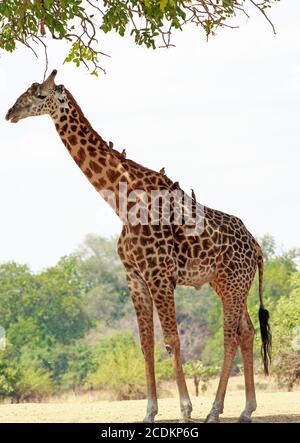 Portrait d'une grande girafe de Thornicroft avec des boeufs perchés sur le dos contre un fond naturel de brousse et d'arbre dans le parc national de Luangwa Sud, Banque D'Images