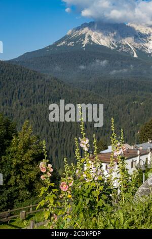 Des hollyhocks fleurissent dans un jardin à Candide en Italie Banque D'Images