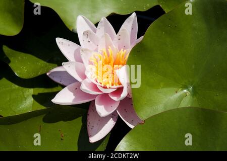 L'eau de rose-lily. Fleur de lis d'eau et de feuilles vertes. Banque D'Images