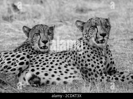 Deux confrères Cheetahs se reposent sur les plaines africaines du parc national de Hwange, au Zimbabwe Banque D'Images
