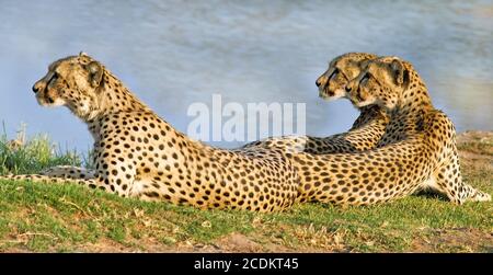Trois cheetahs se reposant à côté d'un trou d'eau dans le parc national de Hwange, Zimbabwe. Les cheetahs sont près de l'éachautre, et font face de la même façon Banque D'Images