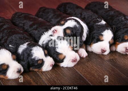 F1 Mini Bernedoodle Puppies trois couleurs dormant dans une rangée un plancher de bois franc Banque D'Images