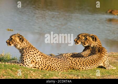 Trois cheetahs se reposant à côté d'un trou d'eau dans le parc national de Hwange, Zimbabwe Banque D'Images