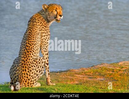 Lone Cheetah, située à côté d'un trou d'eau dans le parc national de Hwange, Zimbabwe Banque D'Images