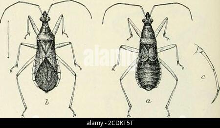 . Un manuel de référence des sciences médicales englobant toute la gamme de la médecine scientifique et pratique et des sciences connexes . Figure 2887.—CorioWiimis sa)ii;Ki.&gt;fii3i(.s. a. Larve deuxième étape; b,larve nouvellement éclos; c, oeuf avec sculpture à côté. Tous agrandis.(après Marlatt, Etats-Unis Dep. AG. Bull.) l'insecte pré y, et a été enregistré comme piquant jjersons inprivies, où il y aurait une oppor-tunity plutôt favorable pour qu'il introduise la matière septique, son presenceshit doit être considéré comme répréhensible. DrPTEKA.—insectes à deux ailes, parties buccales sucer et transformations complètes. Banque D'Images