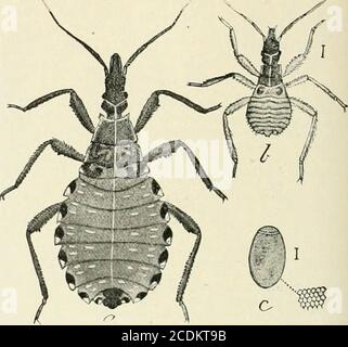 . Un manuel de référence des sciences médicales englobant toute la gamme de la médecine scientifique et pratique et des sciences connexes . Figure 2887.—CorioWiimis sa)ii;Ki.&gt;fii3i(.s. a. Larve deuxième étape; b,larve nouvellement éclos; c, oeuf avec sculpture à côté. Tous agrandis.(après Marlatt, Etats-Unis Dep. AG. Bull.) l'insecte pré y, et a été enregistré comme piquant jjersons inprivies, où il y aurait une oppor-tunity plutôt favorable pour qu'il introduise la matière septique, son presenceshit doit être considéré comme répréhensible. DrPTEKA.—insectes à deux ailes, parties buccales sucer et transformations complètes. Banque D'Images