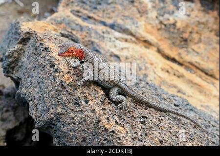 Femme LAVA-Lizard sur une énorme pierre, Galapagos Banque D'Images