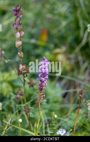 Orchidée ou craie parfumée orchidée (Gymnadenia conopsea) Croissance sauvage dans les Dolomites Banque D'Images