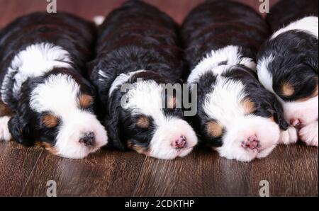 F1 Mini Bernedoodle Puppies trois couleurs dormant dans une rangée un plancher de bois franc Banque D'Images