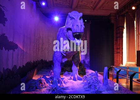 Les dinosaures du Musée sont mondialement connus. Rencontrez le T.rex , épépinez le crâne d'un Triceratops et flânez parmi les fossiles dans la galerie des dinosaures . Explorez les différentes périodes de vie des dinosaures , triez les faits à partir des mythes sur les raisons de leur mort et découvrez ce que la recherche scientifique nous a enseigné sur ces géants préhistoriques . Les spécimens d'étoiles et les expositions incluent , une partie du premier squelette de Tyrannosaurus rex jamais découvert , l'un des plus grands carnivores jamais à avoir marché sur la Terre . le premier squelette d'Iguanodon connu à la science une des premières espèces utilisées . Banque D'Images
