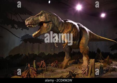 Les dinosaures du Musée sont mondialement connus. Rencontrez le T.rex , épépinez le crâne d'un Triceratops et flânez parmi les fossiles dans la galerie des dinosaures . Explorez les différentes périodes de vie des dinosaures , triez les faits à partir des mythes sur les raisons de leur mort et découvrez ce que la recherche scientifique nous a enseigné sur ces géants préhistoriques . Les spécimens d'étoiles et les expositions incluent , une partie du premier squelette de Tyrannosaurus rex jamais découvert , l'un des plus grands carnivores jamais à avoir marché sur la Terre . le premier squelette d'Iguanodon connu à la science une des premières espèces utilisées . Banque D'Images