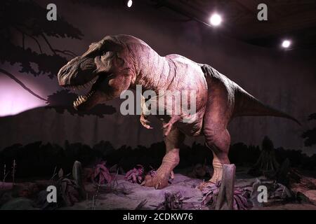 Les dinosaures du Musée sont mondialement connus. Rencontrez le T.rex , épépinez le crâne d'un Triceratops et flânez parmi les fossiles dans la galerie des dinosaures . Explorez les différentes périodes de vie des dinosaures , triez les faits à partir des mythes sur les raisons de leur mort et découvrez ce que la recherche scientifique nous a enseigné sur ces géants préhistoriques . Les spécimens d'étoiles et les expositions incluent , une partie du premier squelette de Tyrannosaurus rex jamais découvert , l'un des plus grands carnivores jamais à avoir marché sur la Terre . le premier squelette d'Iguanodon connu à la science une des premières espèces utilisées . Banque D'Images