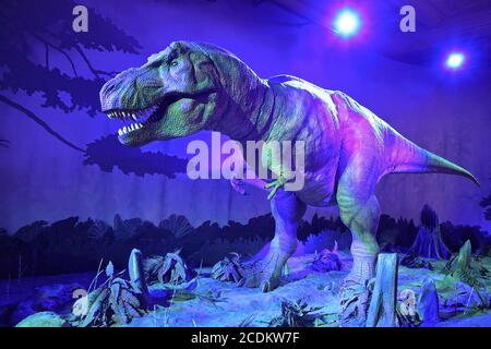 Les dinosaures du Musée sont mondialement connus. Rencontrez le T.rex , épépinez le crâne d'un Triceratops et flânez parmi les fossiles dans la galerie des dinosaures . Explorez les différentes périodes de vie des dinosaures , triez les faits à partir des mythes sur les raisons de leur mort et découvrez ce que la recherche scientifique nous a enseigné sur ces géants préhistoriques . Les spécimens d'étoiles et les expositions incluent , une partie du premier squelette de Tyrannosaurus rex jamais découvert , l'un des plus grands carnivores jamais à avoir marché sur la Terre . le premier squelette d'Iguanodon connu à la science une des premières espèces utilisées . Banque D'Images