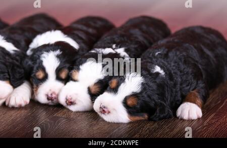 F1 Mini Bernedoodle Puppies trois couleurs dormant dans une rangée un plancher de bois franc Banque D'Images