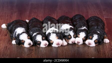 F1 Mini Bernedoodle Puppies trois couleurs dormant dans une rangée un plancher de bois franc Banque D'Images