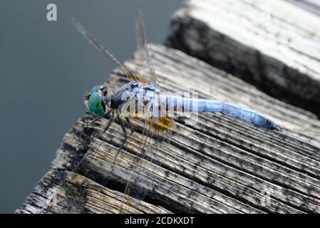 dasher (Pachydipax longipennis), bleu mâle mature, libellule se reposant sur la promenade du lac Dow, Ottawa (Ontario), Canada. Banque D'Images