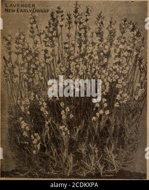 . Childs's Spring 1922 : graines qui satisfont les plantes qui s'il vous plaît bulbes qui fleurissent les baies qui portent . CANDYTUFT Iberis UNE plante d'une beauté exquise, étant- de faible, compact, si lecture- croissance et production- sa profusion de la fleur-en mai ou juin quand les fleurs blanches pures sont particulièrement rares. Sa profusion de la fleur est si grande qu'abed de lui regarde, à distance, comme une masse de fugette qui vient de tomber. Peu de plantes rustiques donneront autant de satisfaction muchreal que ce beau bijou. Parfait pour les roches et bien suspendu sur les murs ou les rebords. Si non dédturbed formera un feuillage dense et est la finestsprea Banque D'Images