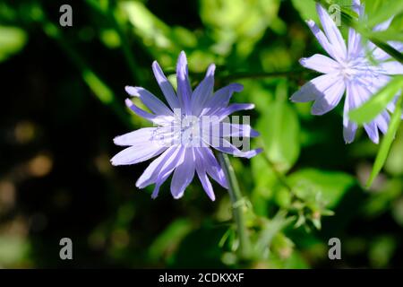 Fleur de chicorée commune (Cichorium intybus) (inflorescence) à Ottawa (Ontario), Canada. Banque D'Images