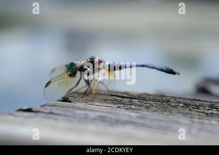 Photo macro d'une libellule de dasher (Pachydipax longipennis), bleu et mature, au lac Dow, Ottawa (Ontario), Canada. Banque D'Images