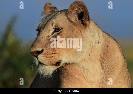 Vue latérale d'une belle lioness solitaire regardant alerte. Elle a beaucoup de mouches couvrant son visage. Masai Mara, Kenya Banque D'Images