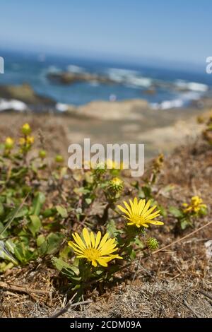 diverses fleurs qui poussent autour des patricks pointent la californie Banque D'Images