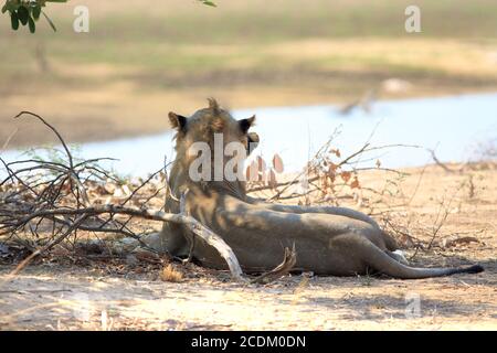 Vue arrière d'un jeune lion mâle qui regarde sur le Rivière Luangwa en Zambie Banque D'Images