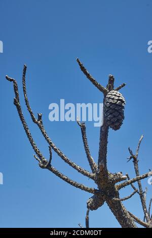 vieux cônes de pin dépiqués dans les arbres et sur le sol Banque D'Images