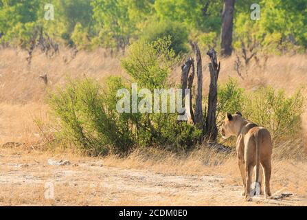 Un Lioness Lone (panthera Leo) Enquête sur la savane africaine à la recherche de nourriture avec un Fond naturel de brousse et d'arbres dans le parc national de Hwange Zimbabwe Banque D'Images