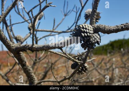 vieux cônes de pin dépiqués dans les arbres et sur le sol Banque D'Images