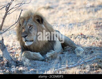 Lion d'Or - connu localement sous le nom de Chuck reposant à côté d'un arbre - dans le parc national de Hwange, Zimbabwe Banque D'Images