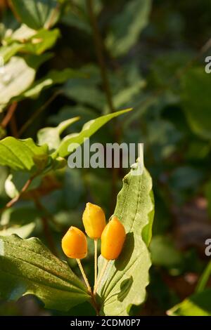 diverses fleurs qui poussent autour des patricks pointent la californie Banque D'Images