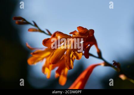 diverses fleurs qui poussent autour des patricks pointent la californie Banque D'Images