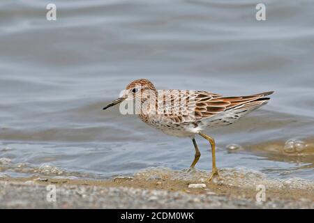 Ponce à sable à queue fine (Calidris acuminata), adulte se fourrageant le long de la rive d'un lac, Taïwan Banque D'Images