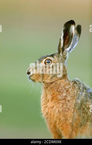 Lièvre européen, lièvre brun (Lepus europaeus), portrait, vue latérale, pays-Bas, Parc national de Lauwersmeer Banque D'Images