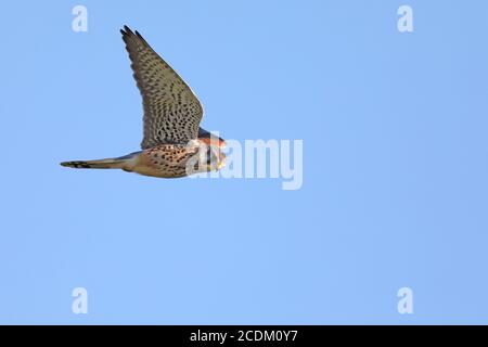 Kestrel européen, Kestrel eurasien, Kestrel ancien monde, Kestrel commun (Falco tinnunculus), planant masculin, pays-Bas, Frise Banque D'Images