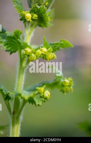 Figuier jaune (Scrophularia vernalis), floraison, pays-Bas Banque D'Images